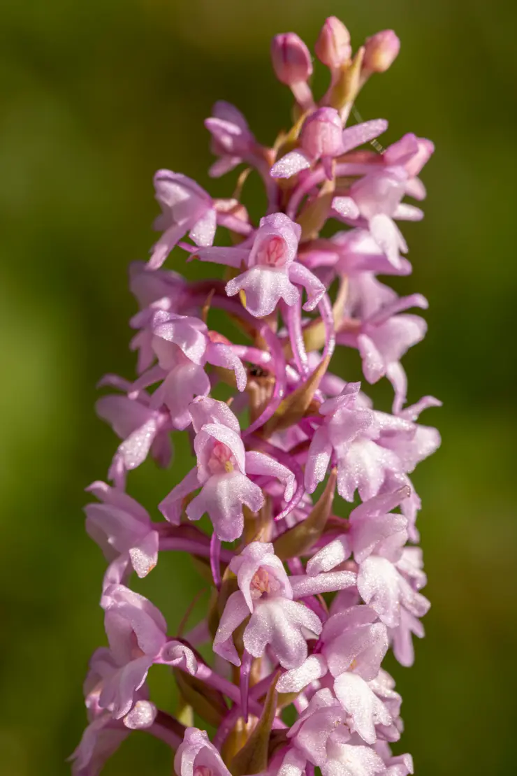 Langspornige Handwurz (Gymnadenia conopsea) [3]